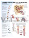 Understanding Erectile Dysfunction Anatomical Chart